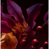 Hugo Boss The Scent Elixir For Her Parfum